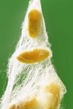 yellow silkworm cocoon over green