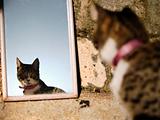 Kitten reflecting on a mirror