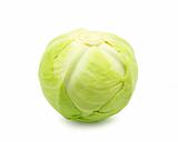  cabbage 