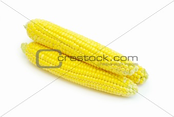  maize 