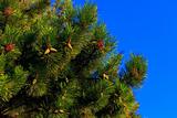 A fur-tree against the blue sky 
