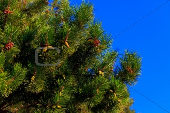 A fur-tree against the blue sky 
