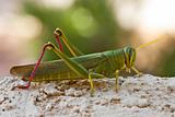 Green Grasshopper With Long Antennae