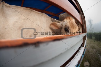 Cow on panel truck