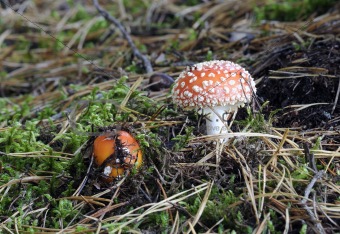 Poisonous mushroom