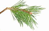 branch  pine