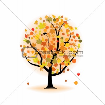 Maple tree, autumn leaf fall.
