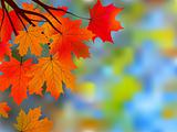 Autumnal maple, background.