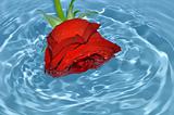 Red rose in blue water