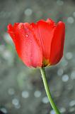 Beautiful tulip with dewdrops