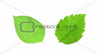 Green spring leaves isolated on white