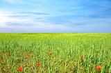 field of grass with poppies and perfect blue sky