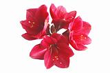 Red lily isolated on white