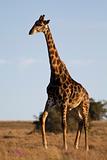 Giraffe walking over grassland