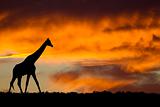 Idyllic african giraffe silhouette