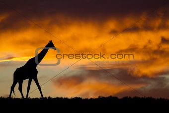 Idyllic african giraffe silhouette