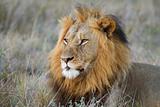 Large lion male