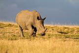 Young white rhinoceros