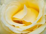 Lovely Yellow Rose