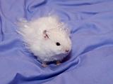 Fluffy White Hamster