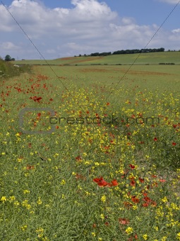 Poppies and Rapeseed