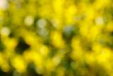 Abstract green and yellow blurred background