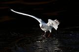 flying gull