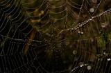 cobweb with glistening dewdrops