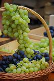 Wine grapes in basket