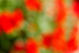 Abstract green and red blurred background