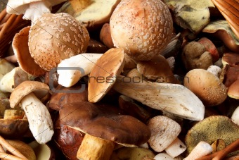 detail of fresh autumn mushroom