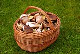 Full basket of fresh autumn mushroom, founded in forest
