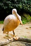 pelican (Pelicanus onocrotalus) posing in camera 