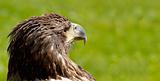 BigSea Eagle (Haliaeetus albicill) looking for prey