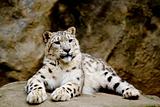 Snow Leopard Irbis (Panthera uncia) looking ahead