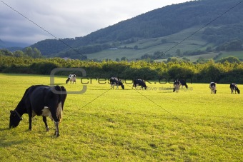Several ruminant cows grazing in a countryside