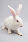 white rabbit with a gray background