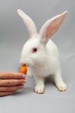 White rabbit eats carrots in hand