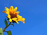 The bright yellow sunflower 