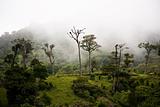Tall cloud forest trees