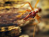 A giant bulldog ant (Myrmecia brevinoda)