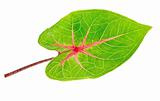 A beautiful lush green and red leaf. Isolated over white with cl