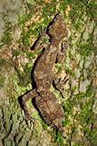 Beautiful Leaftail Gecko (Saltuarius cornutus) sitting on trunk 