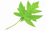 A beautiful lush green pawpaw or papaya leaf. Isolated over whit