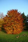 Autumnal beech tree in the park Karlsaue in Kassel, Germany