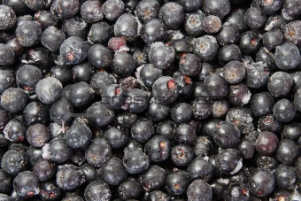 berries of black wild ash