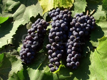 grape clusrters