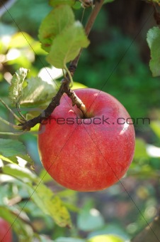 Ripe red apple on branch