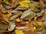 walnut leaves