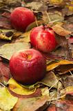 Red ripe apple fallen in autumn leaves
